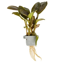 Lagenandra meeboldii Red 103 CLP